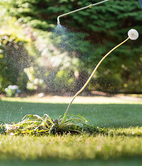 Spraying weeds in the garden_edited.jpg